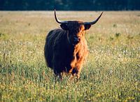 Schotse hooglanders