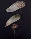 Flatlay of pressed flowers combined with watercolour by Studio Allee thumbnail