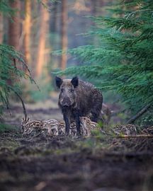 Wild boar mother with cubs by Tom Zwerver