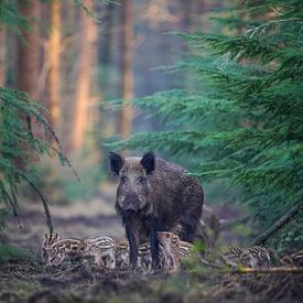 Wild zwijn moeder met jongen van Tom Zwerver