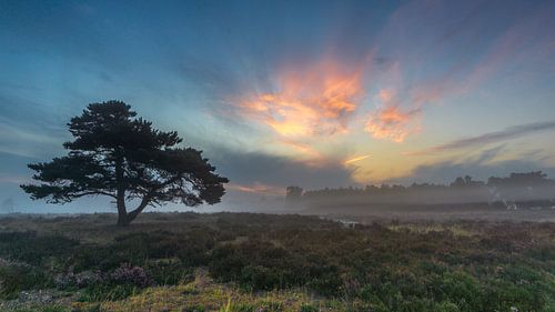 Baum am Hamert in der N.P. Die Maasduinen (Niederlande)