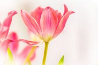 Tulpen soft licht van Eline Verhaeghe thumbnail
