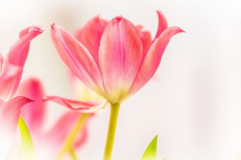 Tulpen soft licht van Eline Verhaeghe