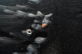 Shell and water by Björn van den Berg