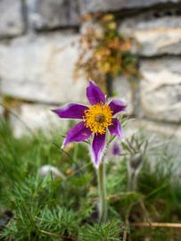 Cowslip ... or pasque flower by t.ART