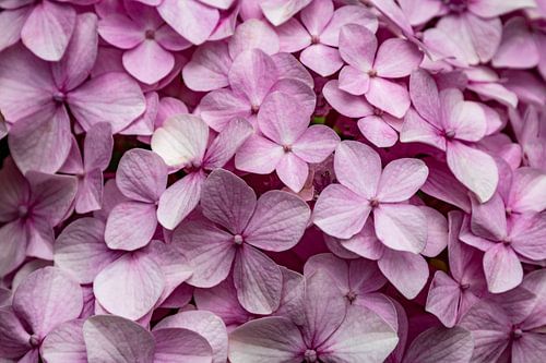 Roze hortensia