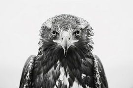 Adler von Poster Art Shop