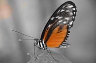 Vlinder (in selectieve kleur oranje) van FotoGraaG Hanneke thumbnail