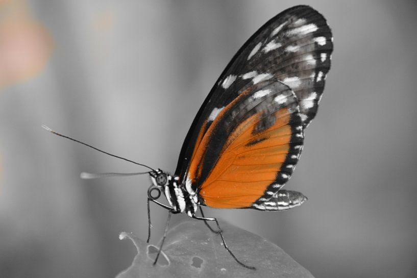 Vlinder (in selectieve kleur oranje) van FotoGraaG Hanneke