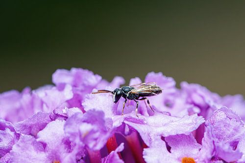 Insect on flower