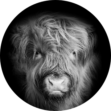 portret schotse hooglander, higlander cow, zwartwit fotografie van M. B. fotografie