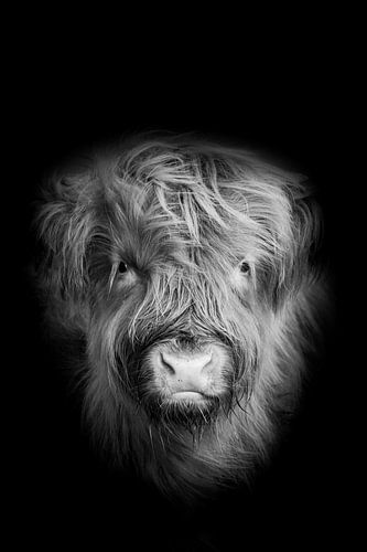 portret schotse hooglander, higlander cow, zwartwit fotografie