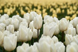 Witte tulp in tulpenveld