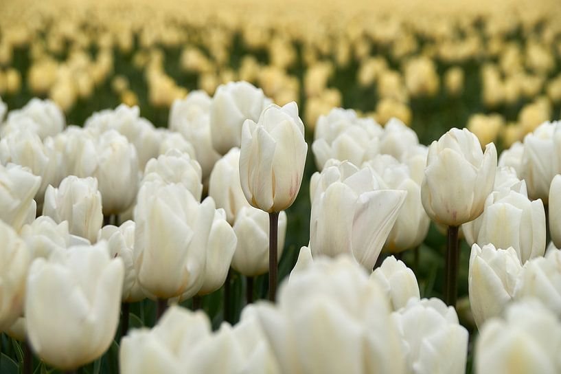 White tulip in tulip field by Ad Jekel