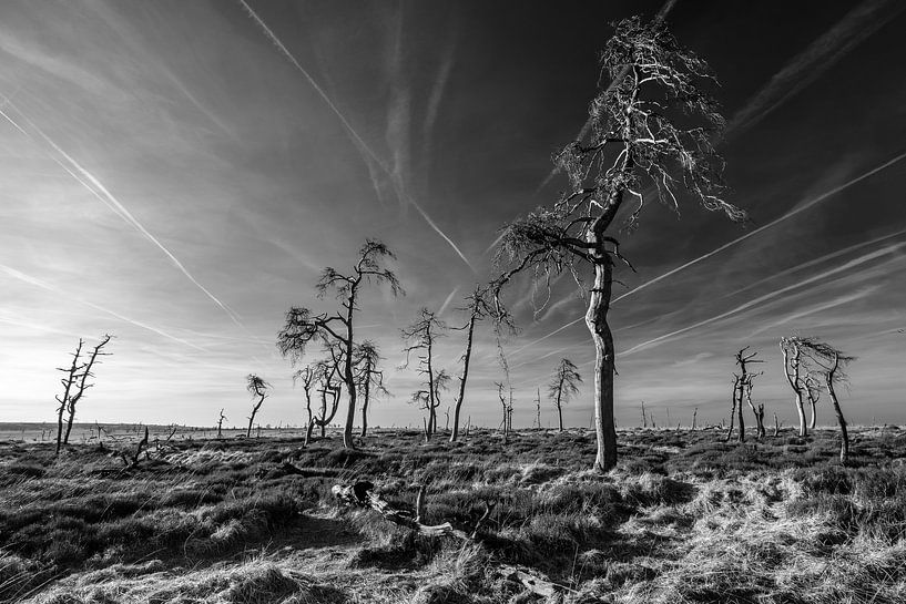 Hautes Fagnes en noir et blanc - 1 par Edwin van Wijk