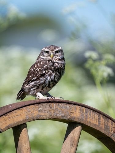 Eine kleine Eule auf einem alten Wagenrad in einer Wiese zwischen dem Samtkraut