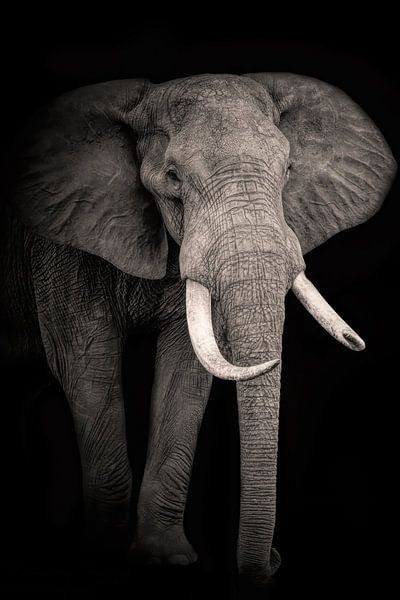 Portrait beautiful elephant in black and white by Marjolein van Middelkoop