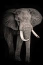 Portrait beautiful elephant in black and white by Marjolein van Middelkoop thumbnail