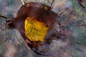 Nature-Art 014