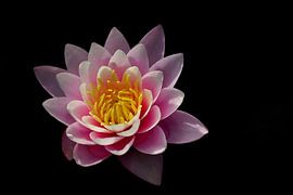 Emerging water lily by Marlika Art