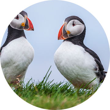 Papegaaiduikers (Fratercula arctica) in een broedkolonie