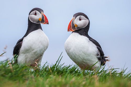 Papegaaiduikers (Fratercula arctica) in een broedkolonie