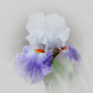 le lis bleu