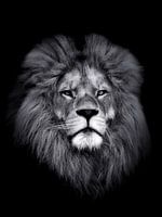 Löwe 2 - Portrtait - the lion - leeuw