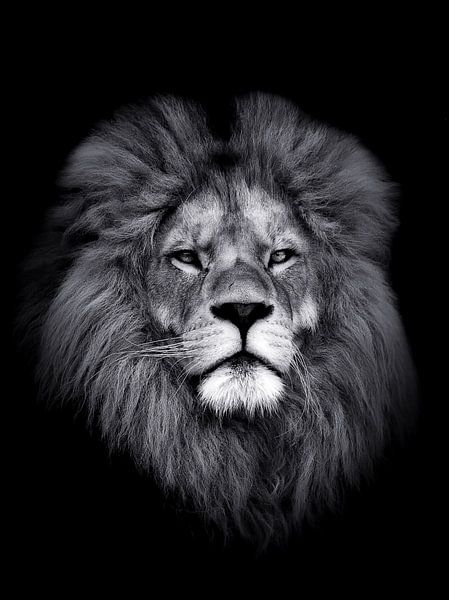 Löwe 2 - Portrtait - the lion - leeuw von Reiner Borner