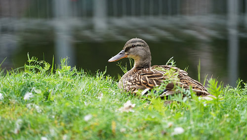 Wilde eend op de oever