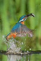 IJsvogel