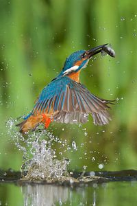 Kingfisher - Gotcha! by Kingfisher.photo - Corné van Oosterhout