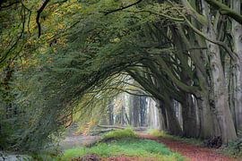 Autumn by farshid sadeghi