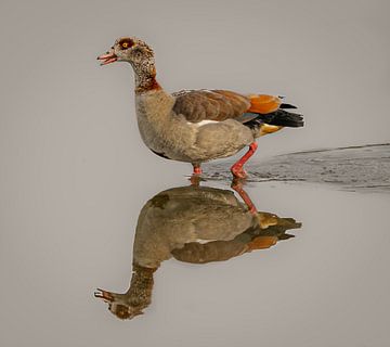 Nile goose. by Wouter Van der Zwan