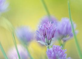 Hellvioletter Schnittlauch von Minie Drost