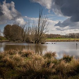 Cormoran en pleine nature sur Marcel van Berkel