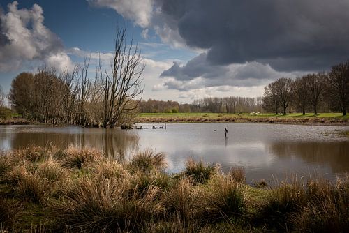 Cormorant in free nature