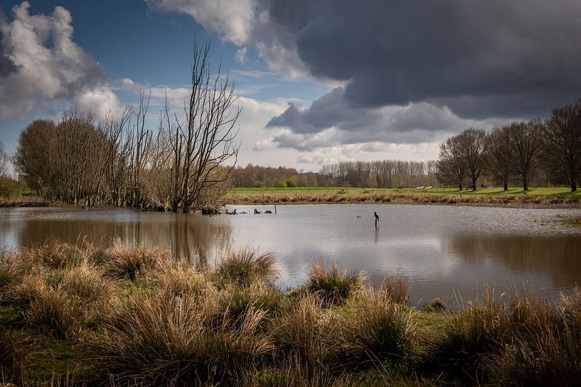 Aalscholver in vrije natuur van Marcel van Berkel