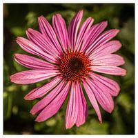 Blumen auf dem Platz