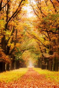 Herfstlaan de Hoge Veluwe von Dennis van de Water