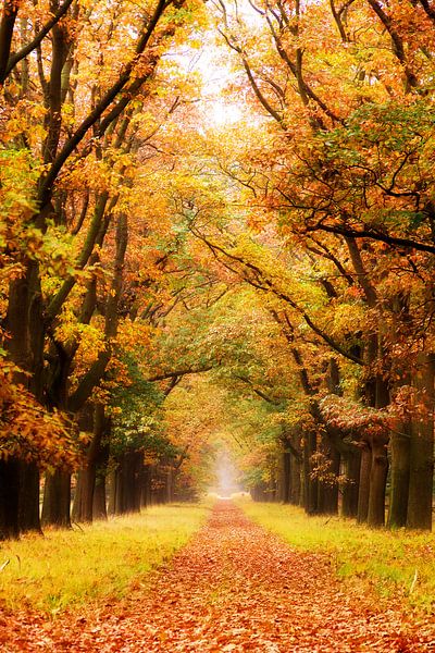 Herfstlaan de Hoge Veluwe van Dennis van de Water