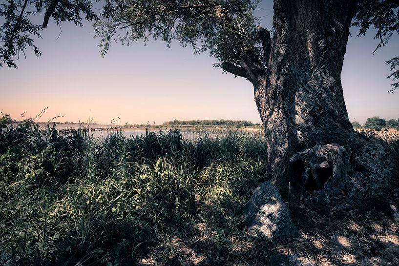 Tree along the river by Bert-Jan de Wagenaar