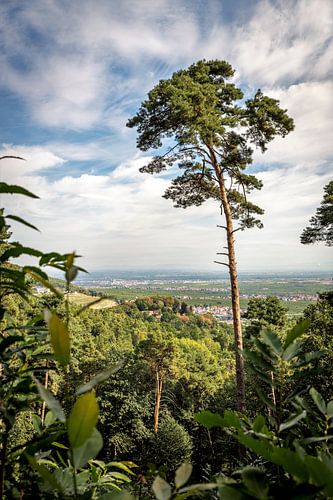 Enkele dennenboom op een berg met een wijds uitzicht op een dal in Duitsland