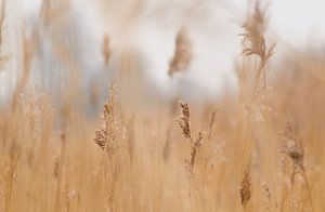 gras von Petra De Jonge