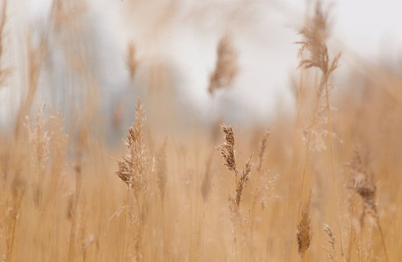 gras by Petra De Jonge