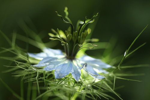 La petite fille en vert