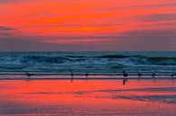 Meeuwen op het strand na zonsondergang van Anton de Zeeuw thumbnail