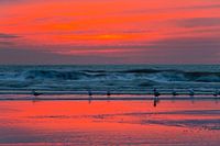 Möwen am Strand nach Sonnenuntergang