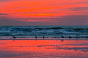 Möwen am Strand nach Sonnenuntergang