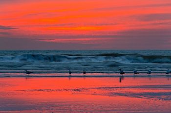 Mouettes sur la plage après le coucher du soleil